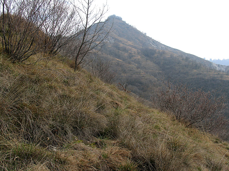 Scorzonera austriaca Willd. / Scorzonara barbuta